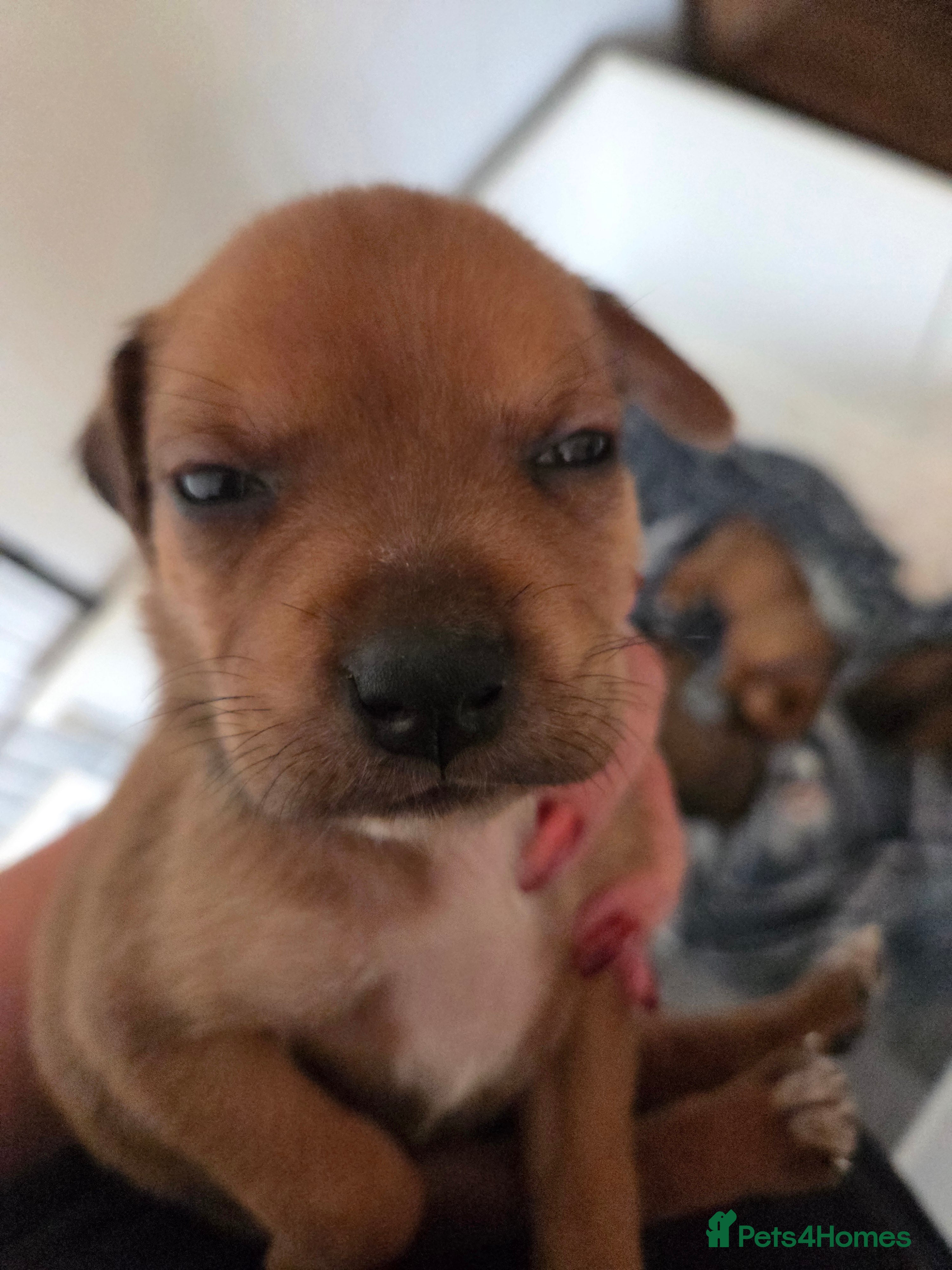 Mixed Breed dogs Beautiful coloured pups - Advert 2