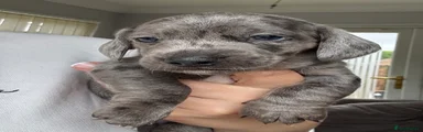 Scar