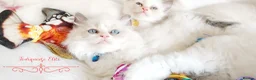 Ragdoll cats for sale: READY😻PURE BEAUTIFUL RAGDOLL 😻😻😻 - Advert 14