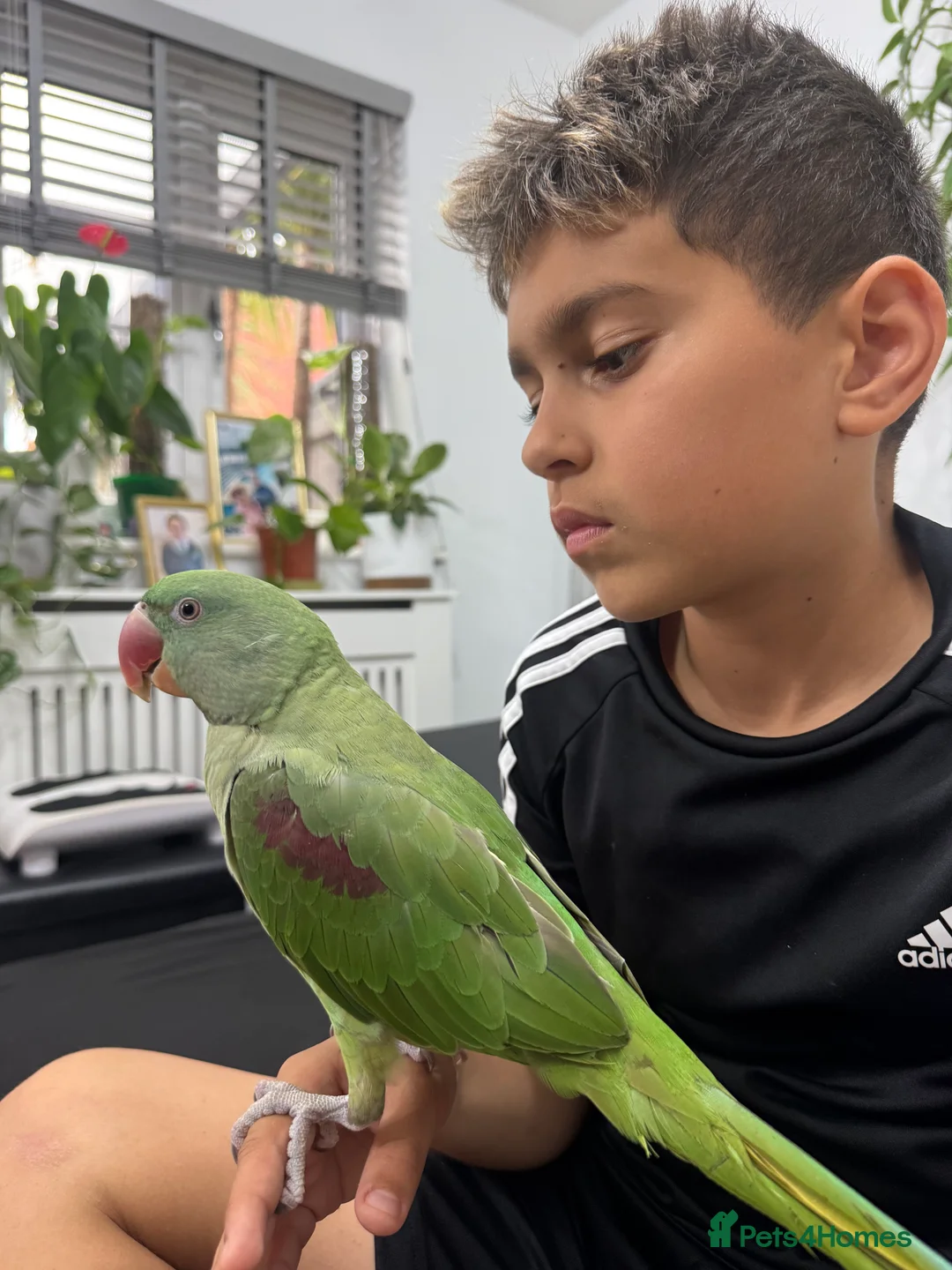 Parakeets birds for sale: DNA Certified Alexandrine Male Baby - Advert 8