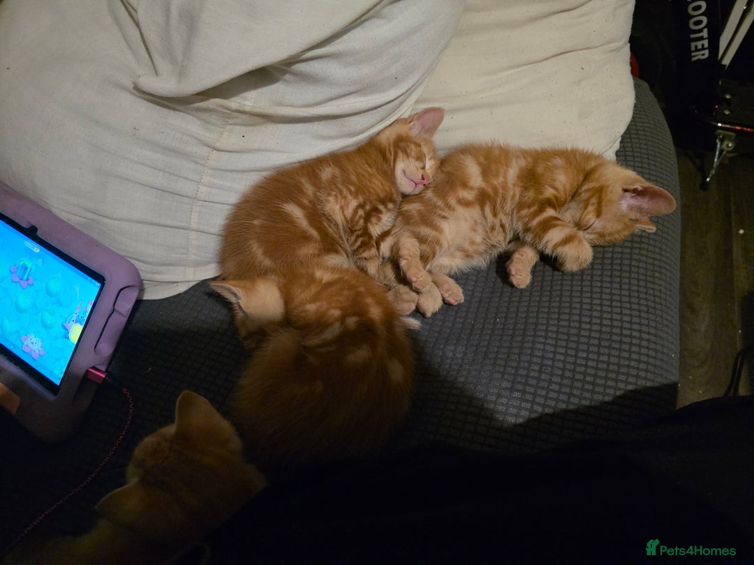 Mixed Breed cats for sale: 9 beautiful kittens - Advert 14