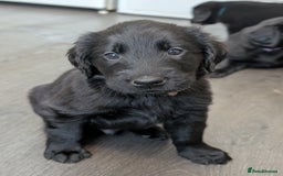 Flat coated Retriever dogs for sale: READY NOW Flat Coated Retriever Puppies - Image 6