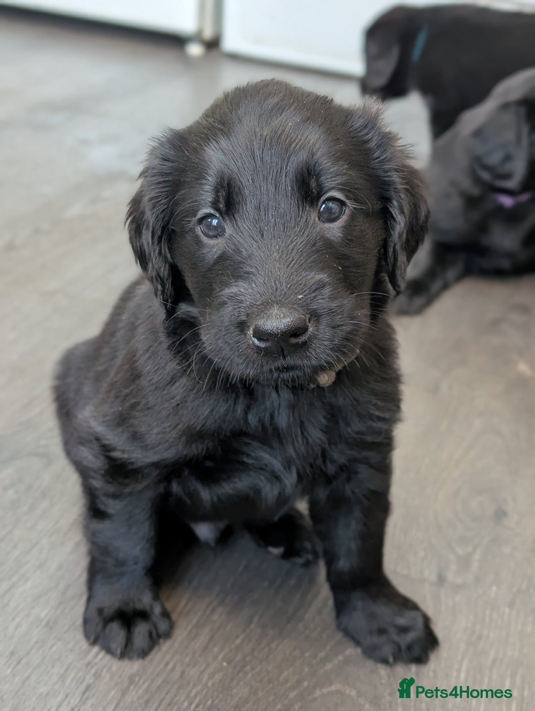 Flat coated Retriever dogs for sale: READY NOW Flat Coated Retriever Puppies - Image 6