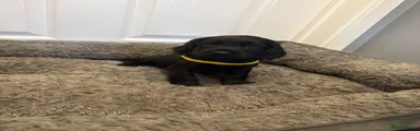 Puppy 4