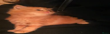 Mixed Breed 1