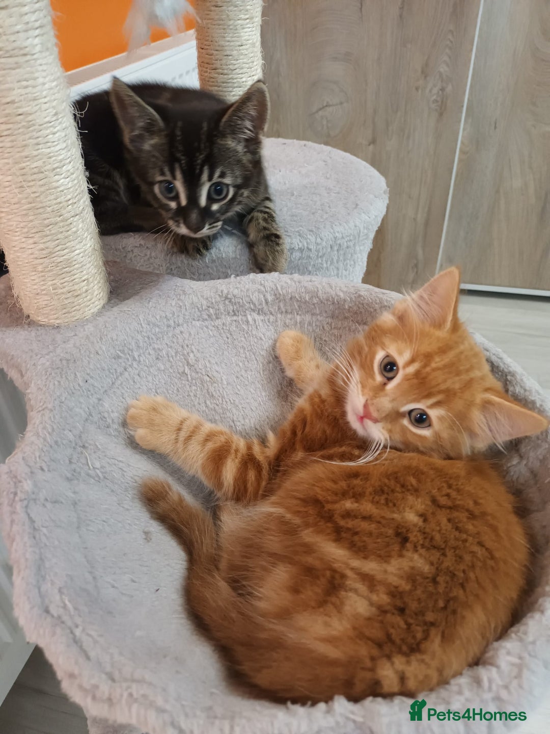 Mixed Breed cats for sale: Adorable kittens  - Advert 8