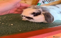 Mini Lop rabbits for sale: Baby mini lop bunnies  - Image 11