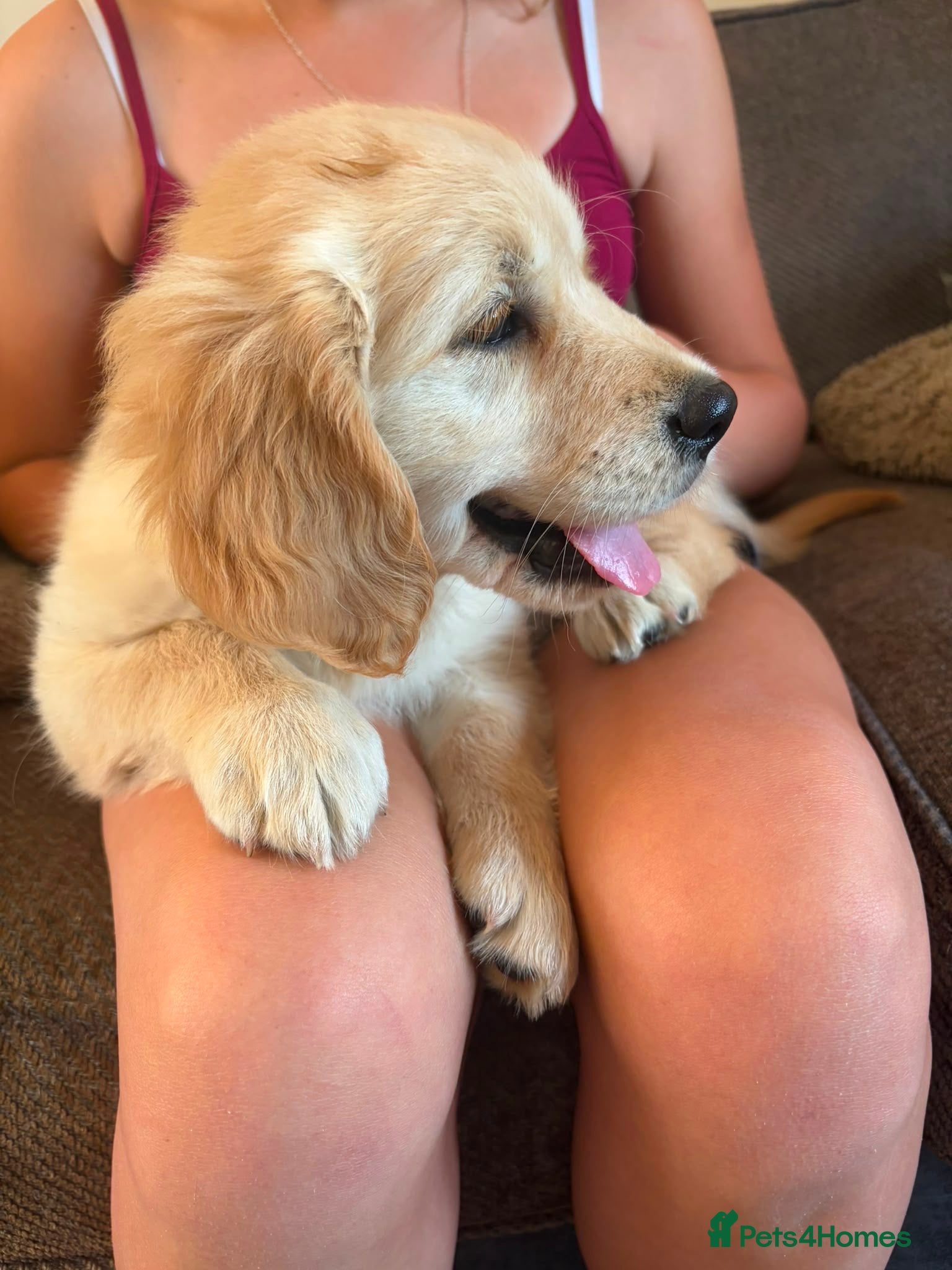 Golden Retriever dogs for sale: Gorgeous goldens - Advert 2