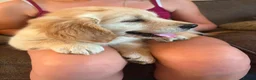 Golden Retriever dogs for sale: Gorgeous goldens - Advert 1