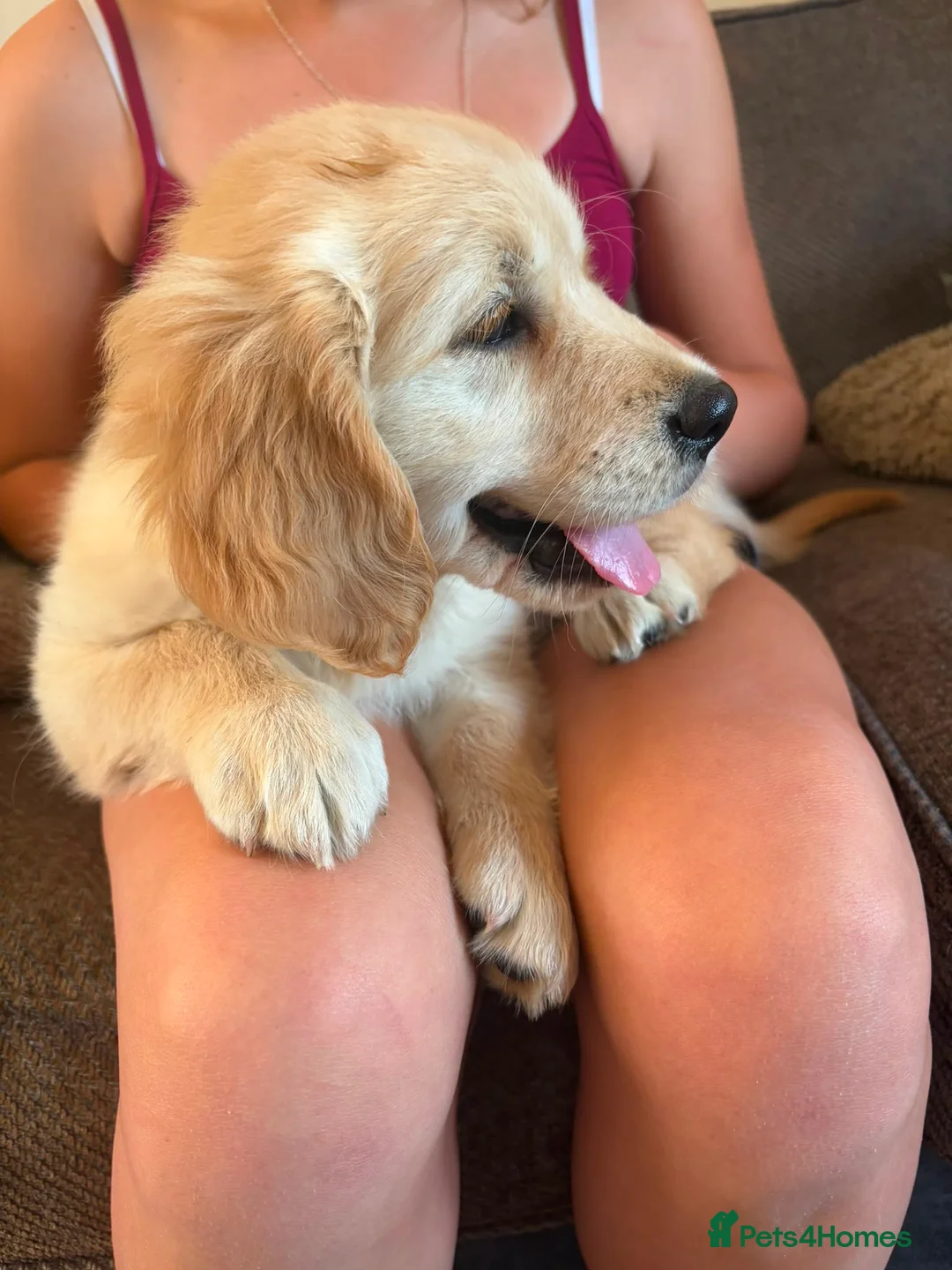 Golden Retriever dogs for sale: Gorgeous goldens - Advert 1