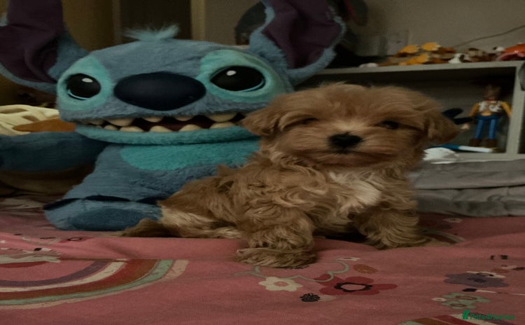Maltipoo dogs - Advert 1