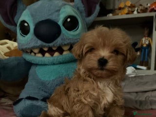 Maltipoo dogs - Advert 17