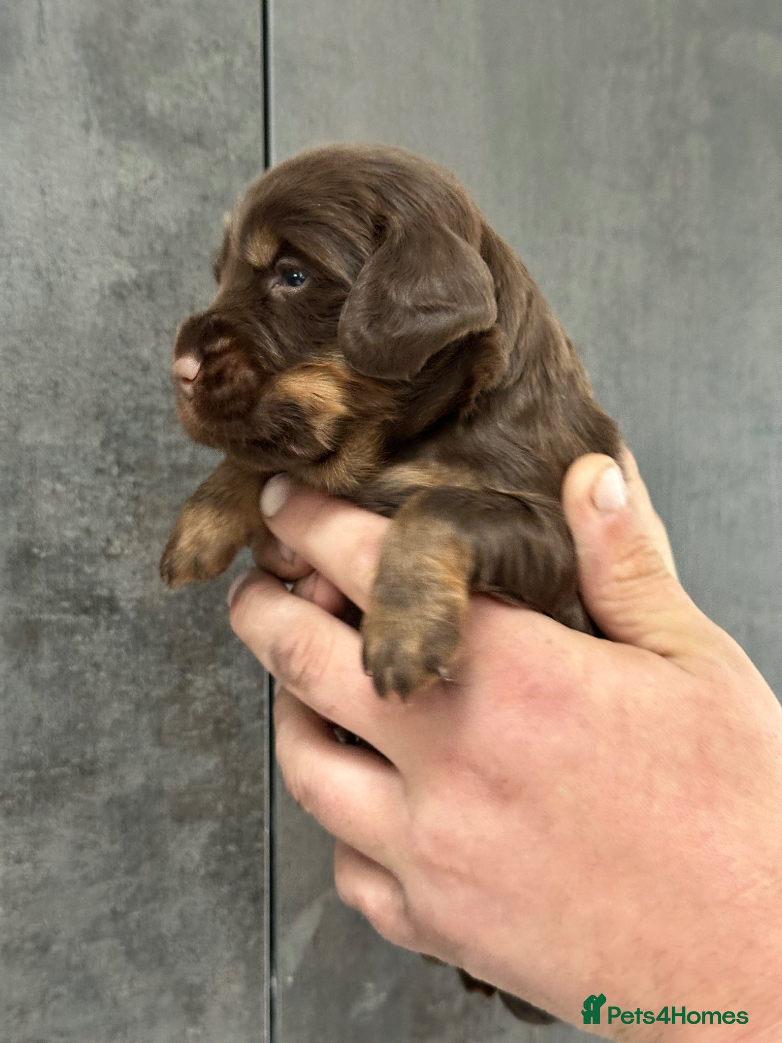 Cocker Spaniel dogs for sale: KC Registered Cocker Spaniels–DNA Clear Parents 👑 - Advert 2