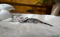 Bengal cats for sale: 💎💎💎 Luxury Bengal Kittens Available  - Image 27
