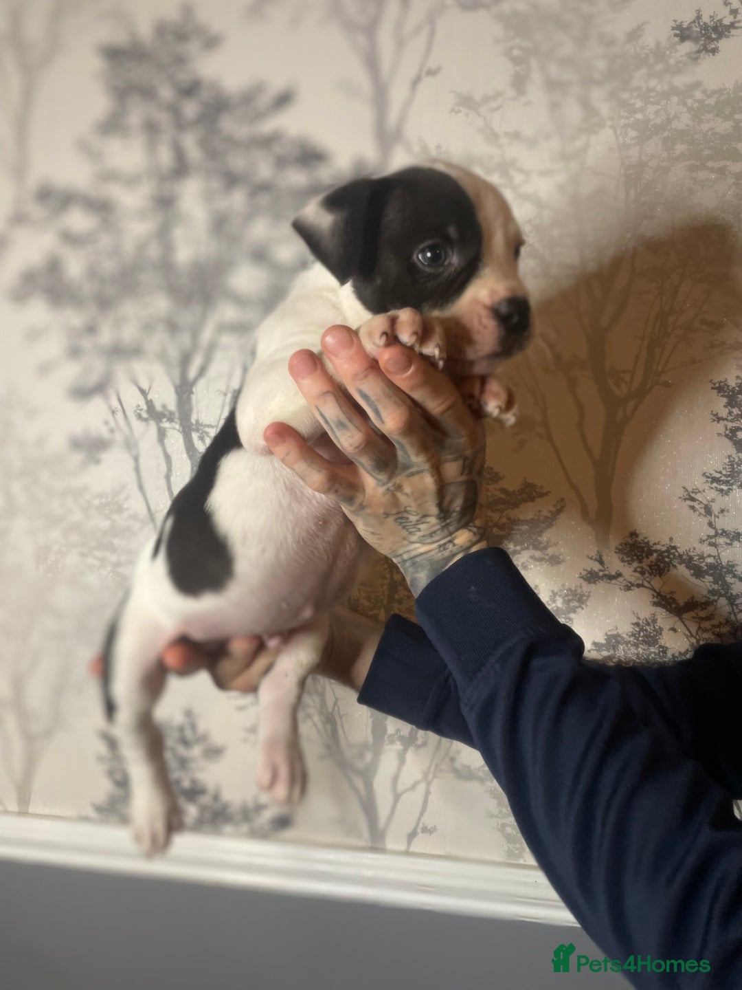 Shorty Bull dogs for sale: Proper pocket bully’s - Advert 25