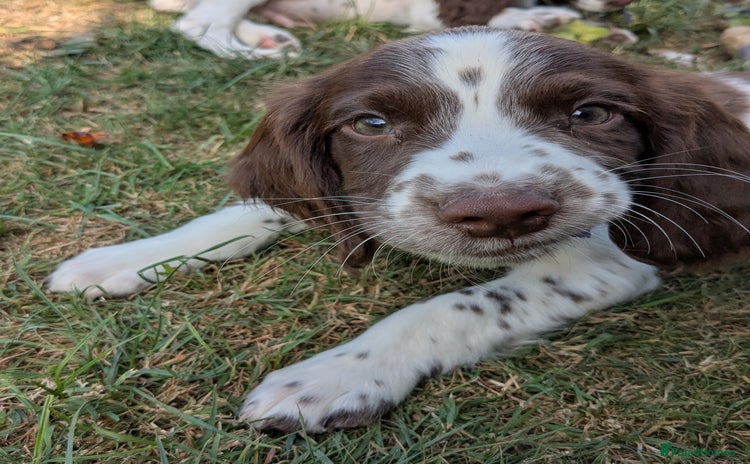 English Springer Spaniel dogs - Advert 2