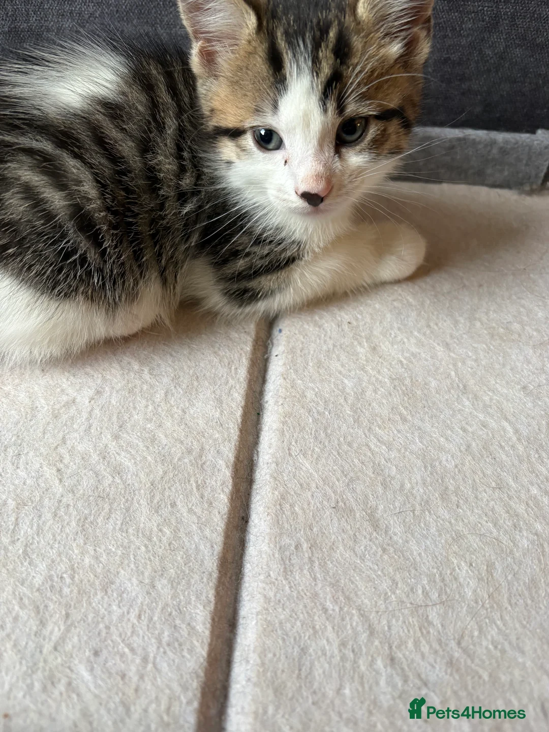 British Longhair cats for sale: Kittens Ready for sale - Advert 6