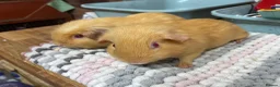 Guinea Pig rodents for sale: Crested and Smooth Boys - Advert 3