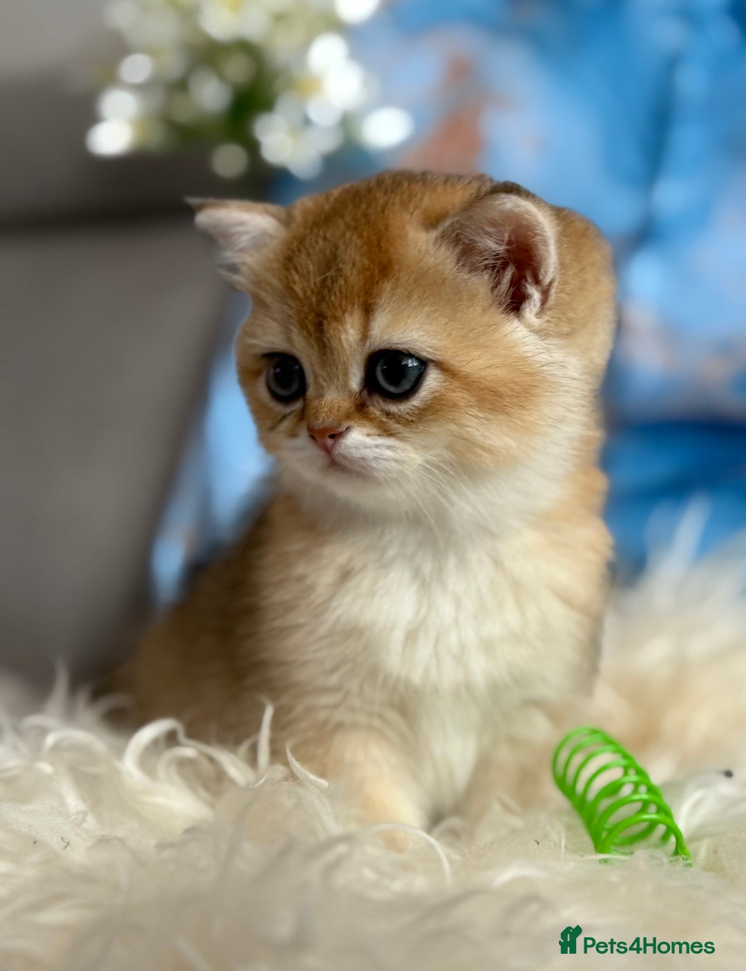 British Shorthair cats for sale: ✨ Golden BSH girls Looking for Loving Homes ✨ - Advert 18