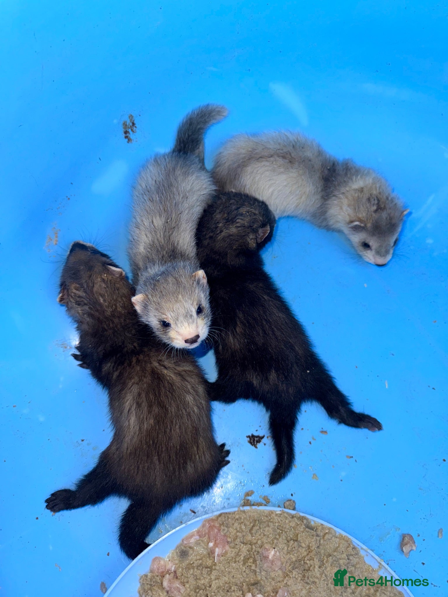 Ferret rodents Black and silver ferret kits - Advert 5