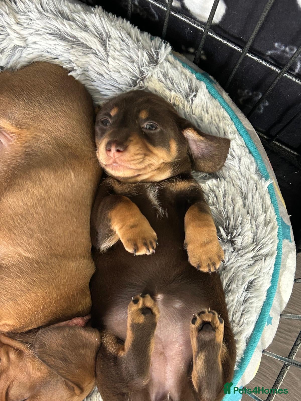 Miniature Dachshund dogs Miniature dachshunds - Advert 15