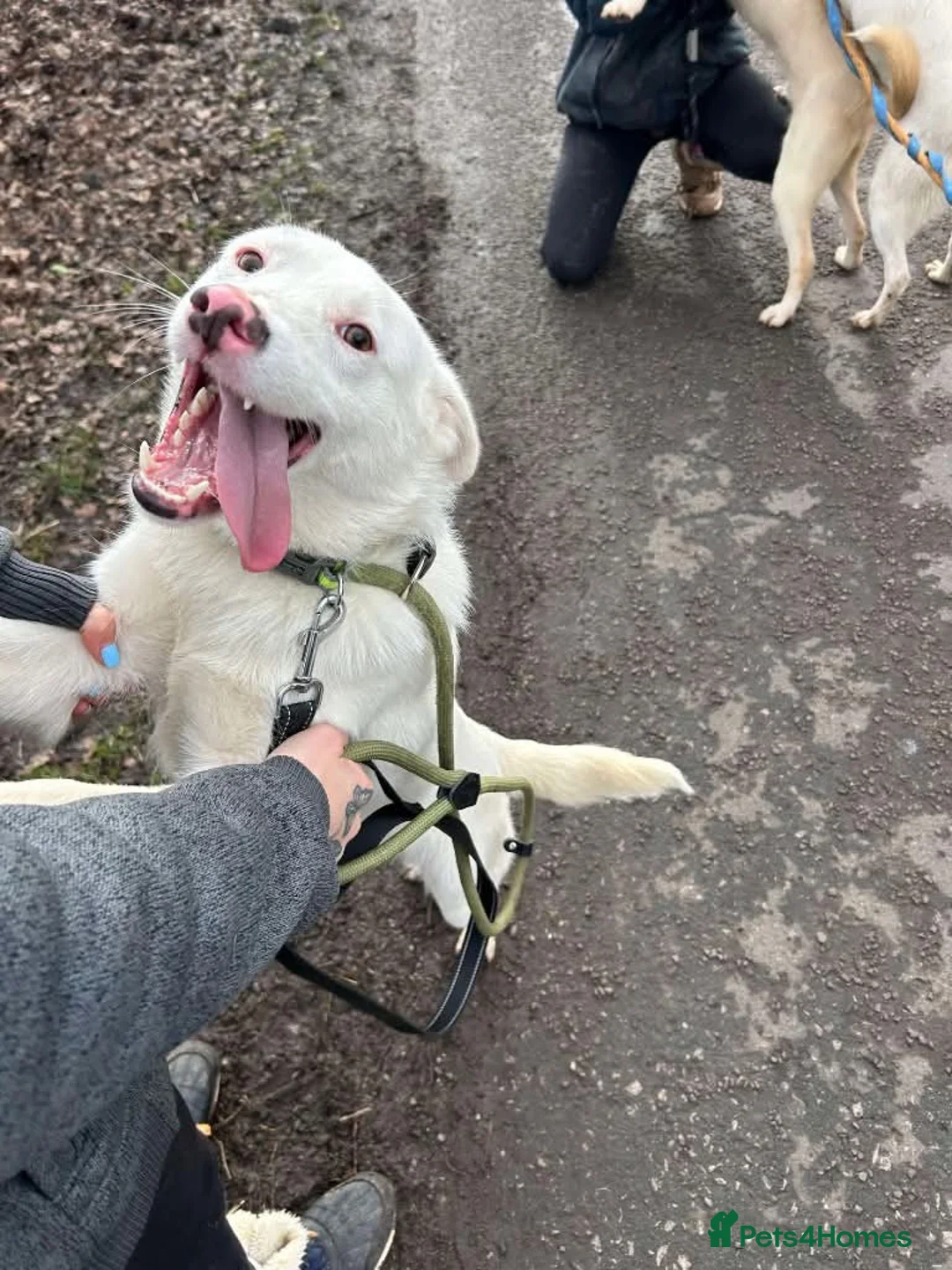 Mixed Breed dogs for adoption: Meet Goose, currently residing in Cheshire  - Advert 2