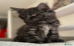 Ragdoll cats for sale: Smoke Ragdoll x British shorthair kitten - Image 1