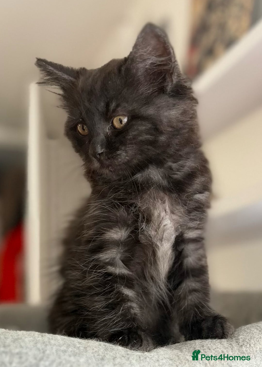 Ragdoll cats for sale: Smoke Ragdoll x British shorthair kitten - Image 1