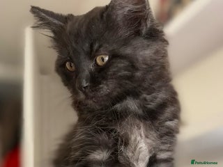 Ragdoll cats - Advert 8