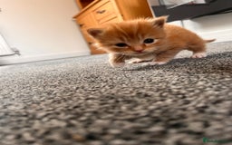 British Longhair cats for sale: 3 gorgeous long haired kittens  - Image 6