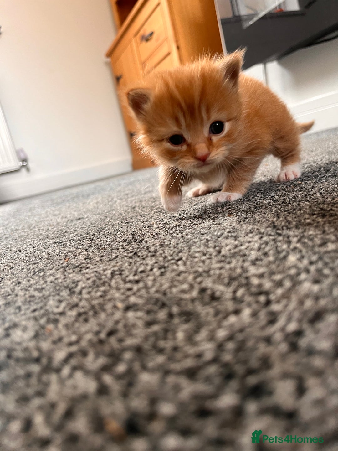 British Longhair cats for sale: 3 gorgeous long haired kittens  - Image 6