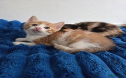 American Shorthair cats for sale: Gorgeous 8 Week Old Kittens - Image 6