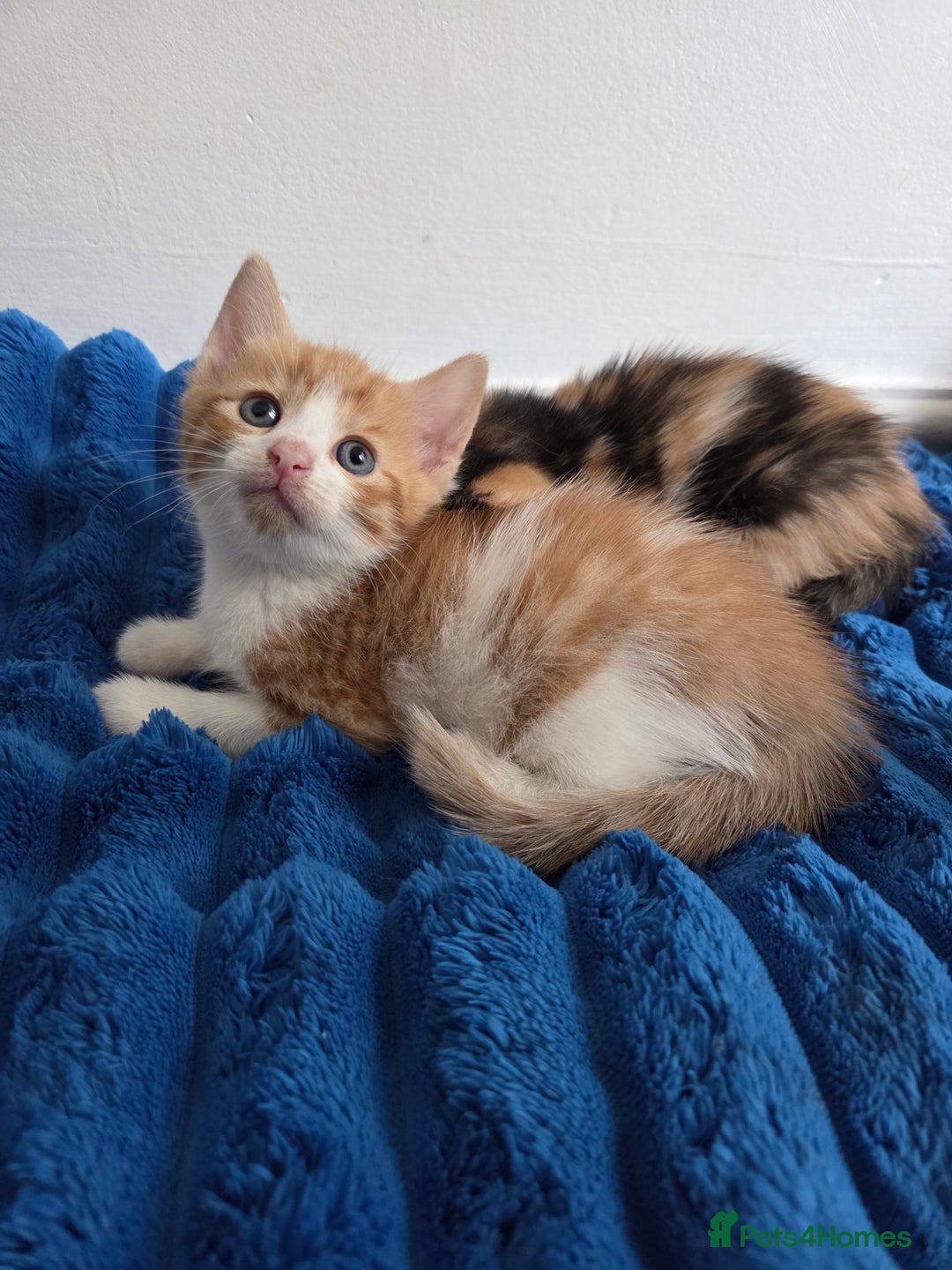 American Shorthair cats for sale: Gorgeous 8 Week Old Kittens - Image 6