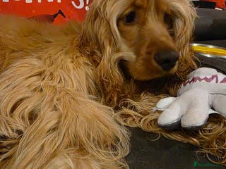 Cocker Spaniel dogs Buddy - Advert 7