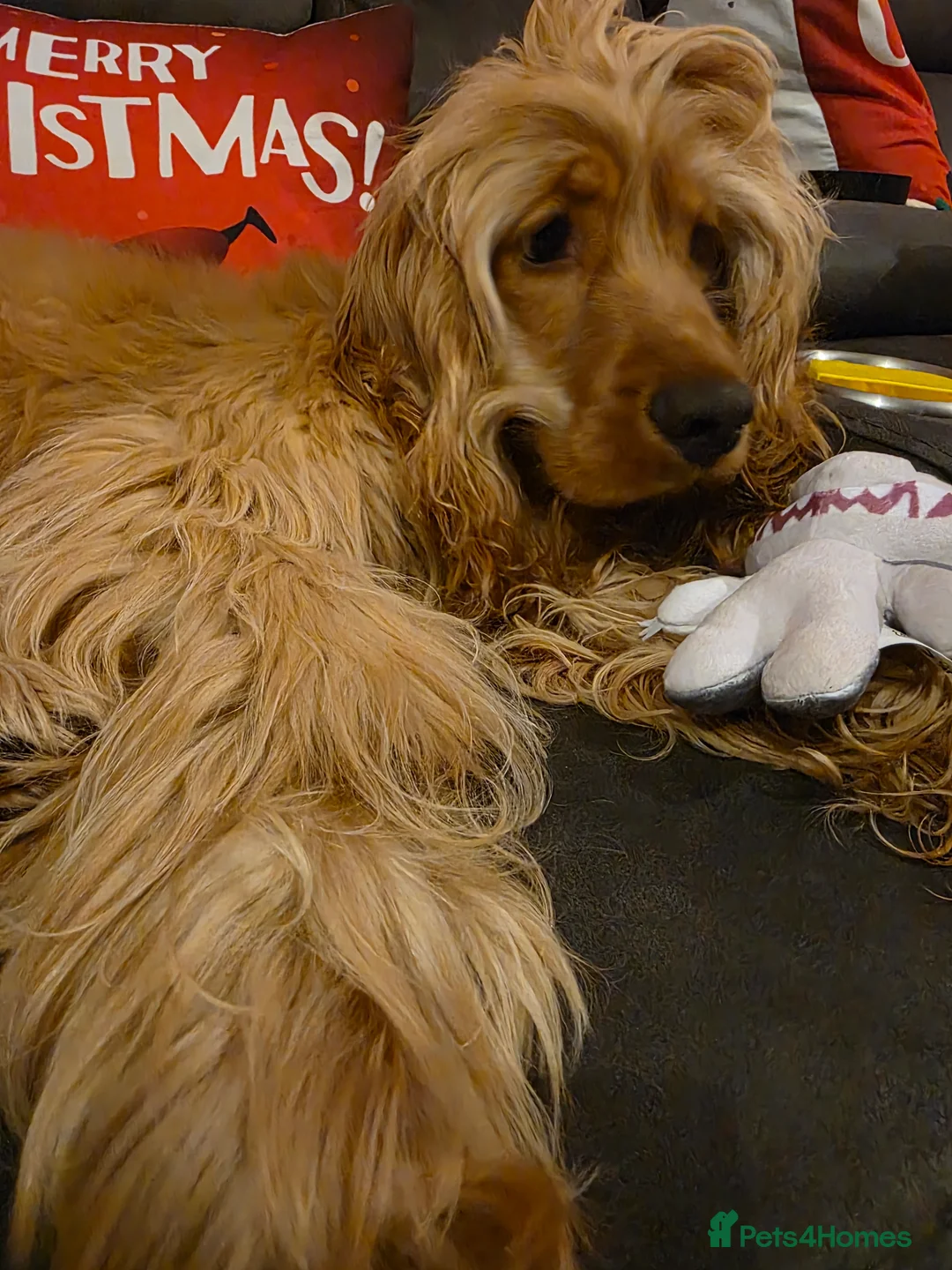 Cocker Spaniel dogs for sale: Buddy - Advert 1