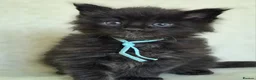 Maine Coon cats for sale: Stunning Black And Blue Smoke Pedigree Maine Coons - Advert 6