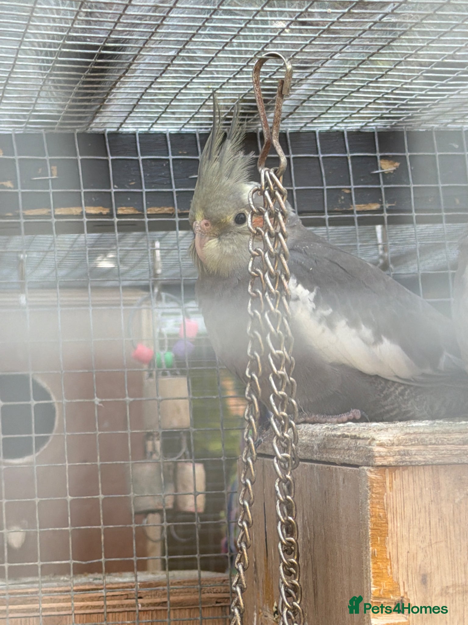 Cockatiels birds Young Grey cockatiel for sale - Advert 14