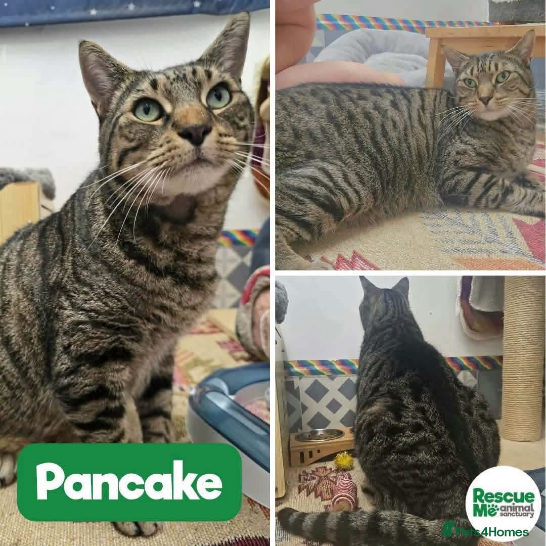 Mixed Breed cats Pancake - big cat, big heart - Advert 13