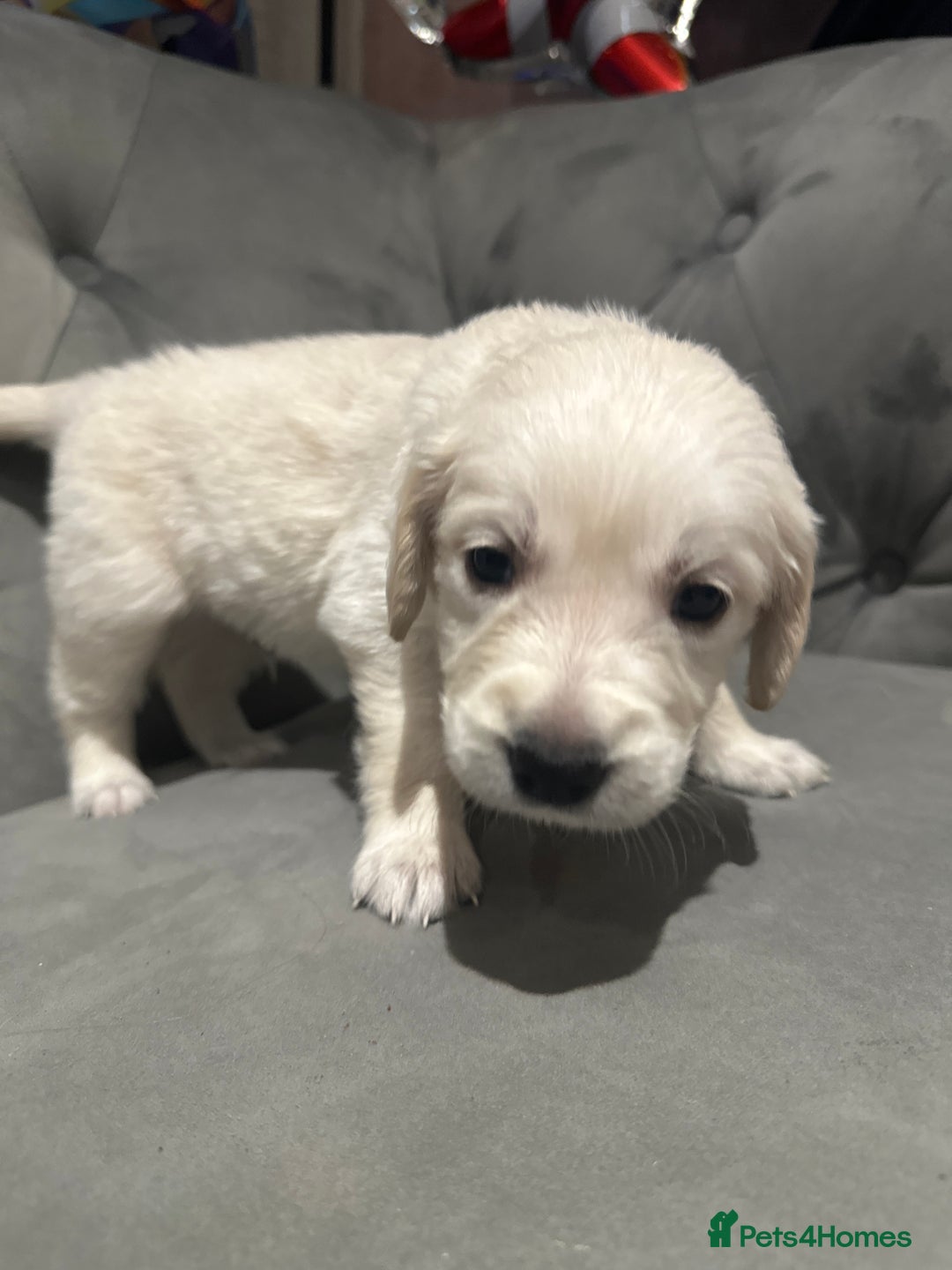 Golden Retriever dogs for sale: Daisy’s first litter - Advert 9