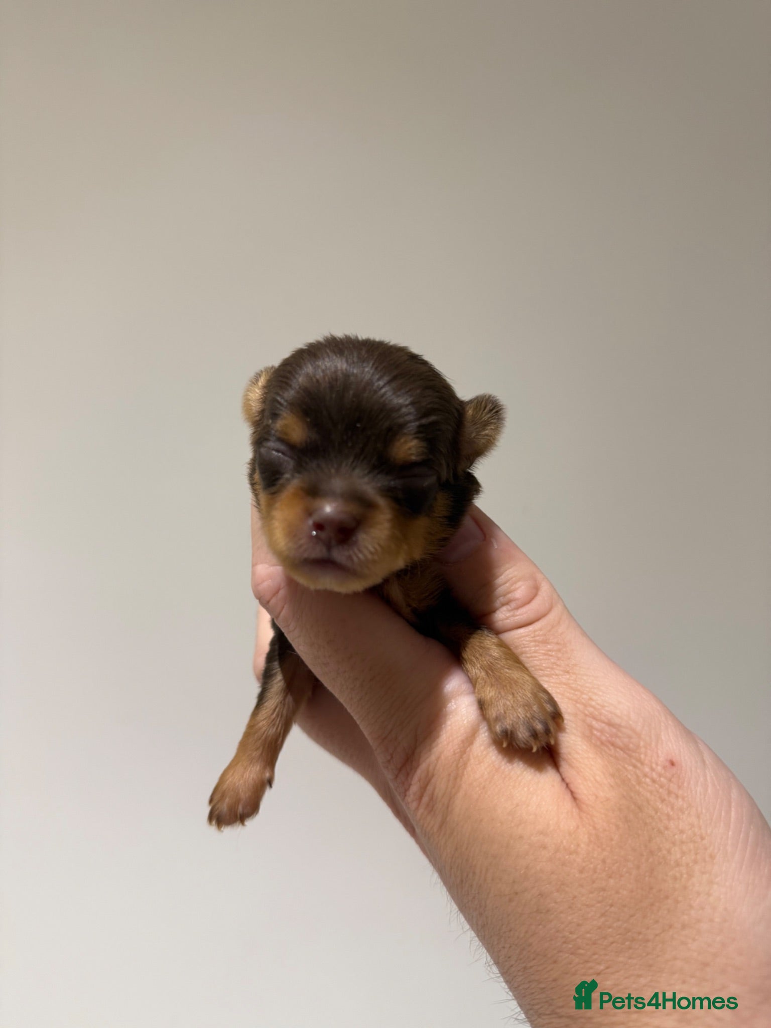 Chipoo dogs 💎 EXQUISITE TINY CHIPOO PUPPIES AVAILABLE 💎  - Advert 2