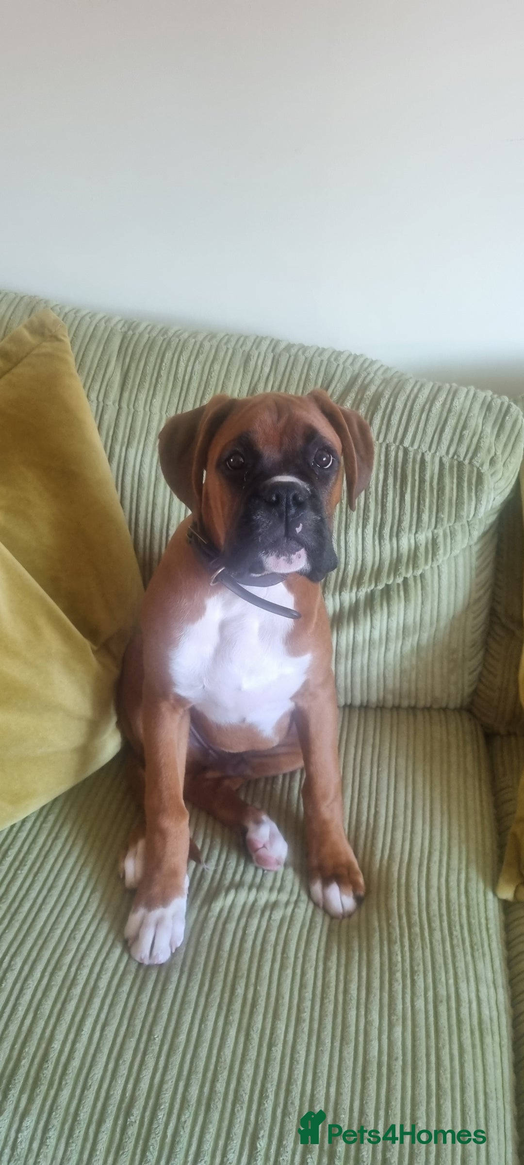 Boxer dogs for stud: Boxer for breeding - Image 3