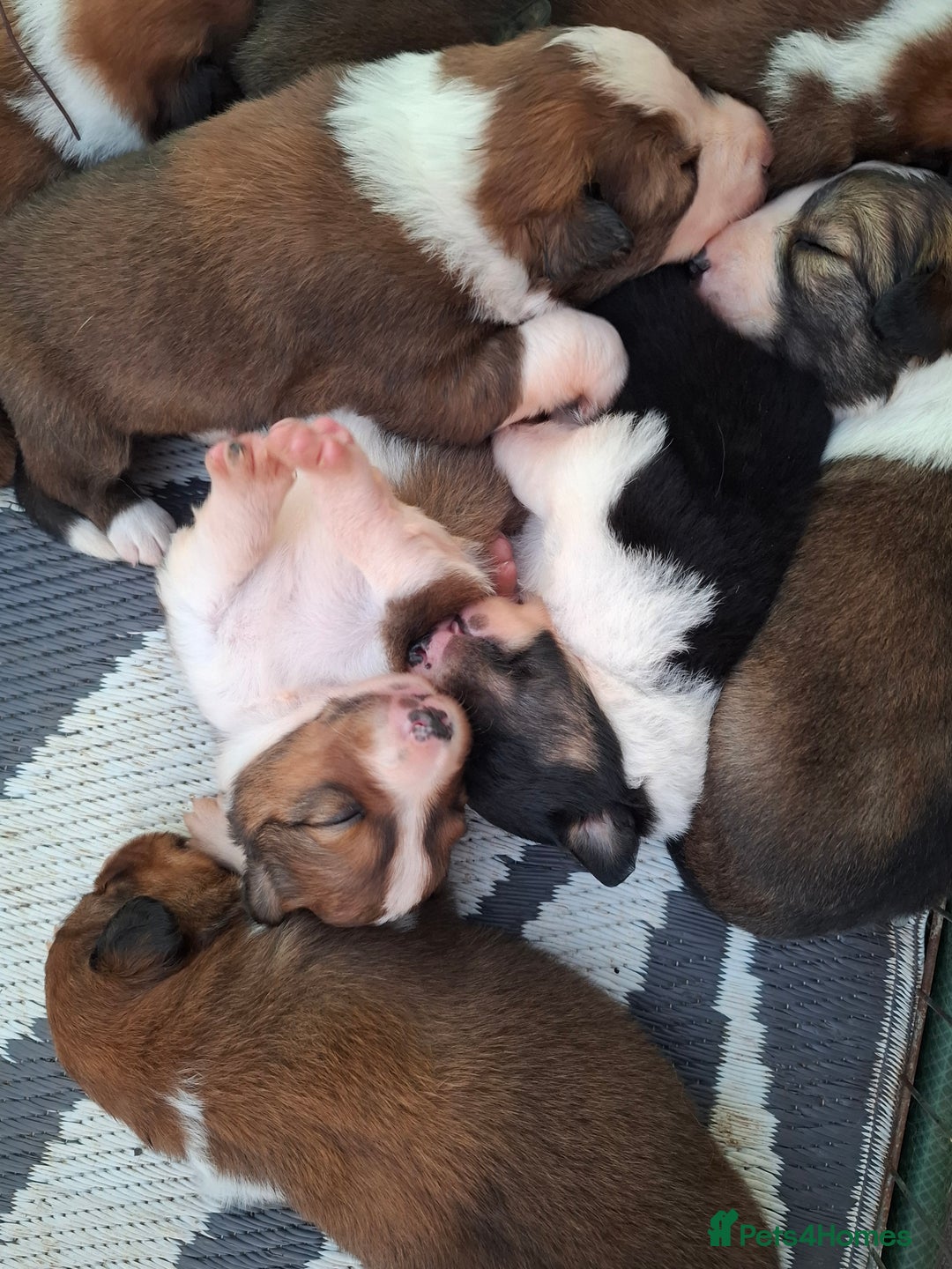Border Collie dogs for sale: 7 border collie pups 🌟  - Image 16
