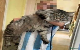 Maine Coon cats for sale: Maine coon girl stunning  - Image 1