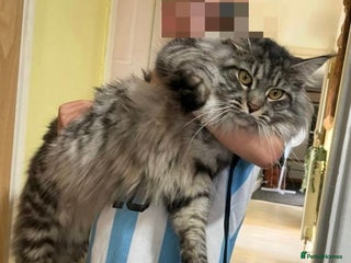 Maine Coon cats - Advert 13