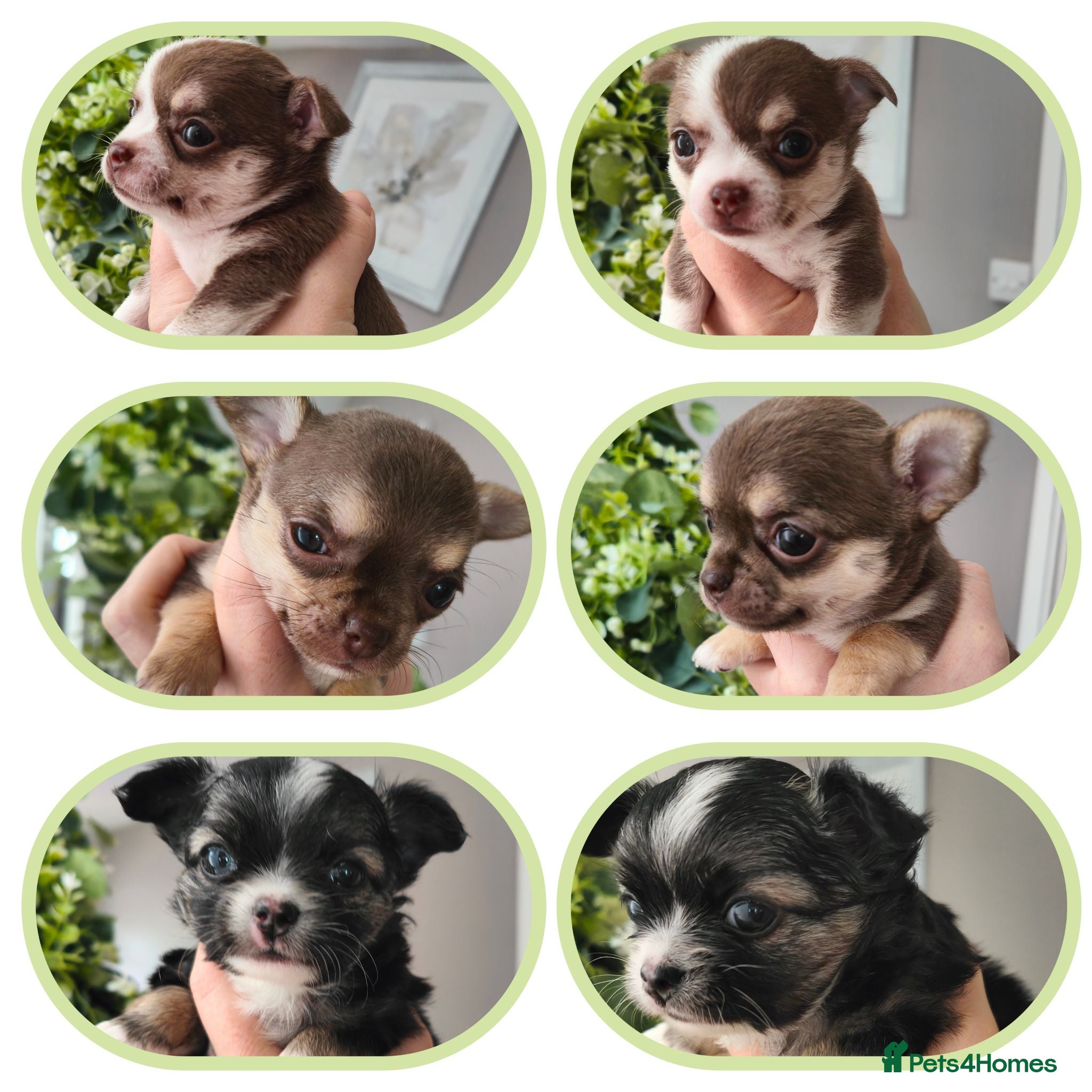 Chihuahua dogs 🌻Cute purebred chihuahua puppies🌻 - Advert 5