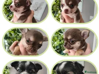 Chihuahua dogs 🌻Cute purebred chihuahua puppies🌻 - Advert 5