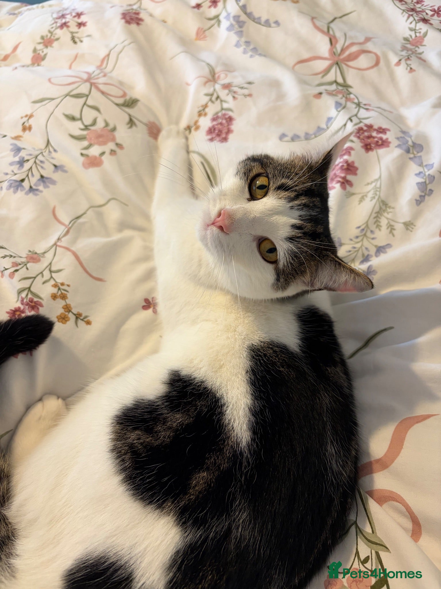 British Shorthair cats     Nala – Independent but Loving - Advert 8