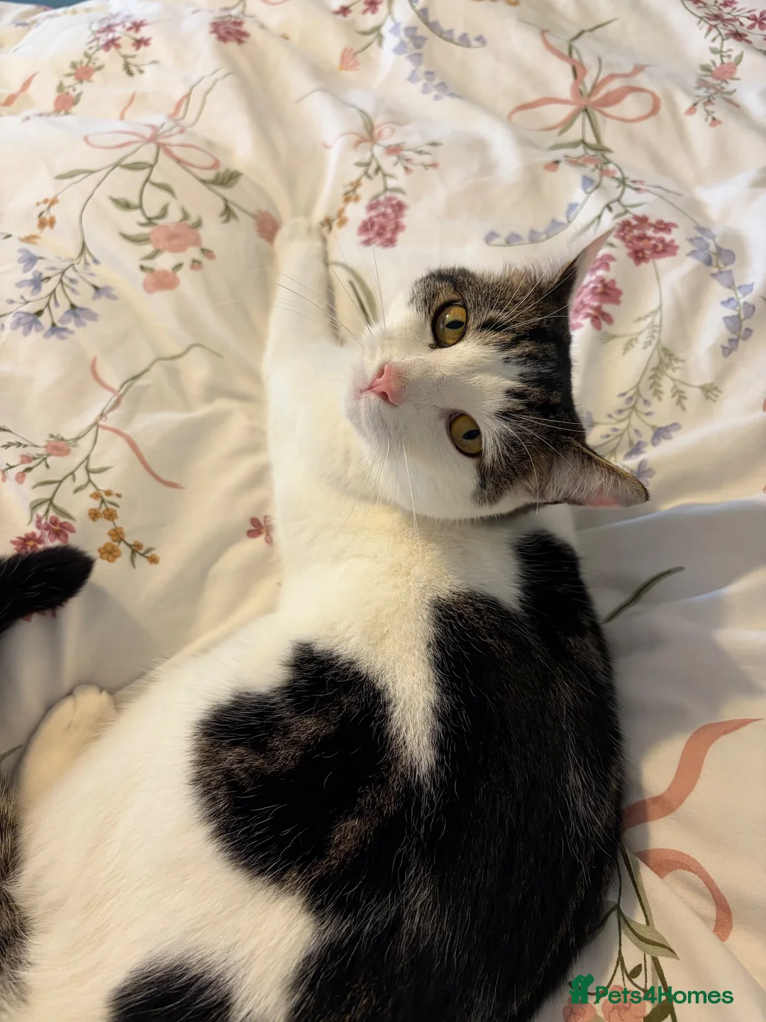 British Shorthair cats for sale:     Nala – Independent but Loving in Melton Mowbray - Advert 1