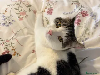 British Shorthair cats Nala – Independent but Loving - Advert 1