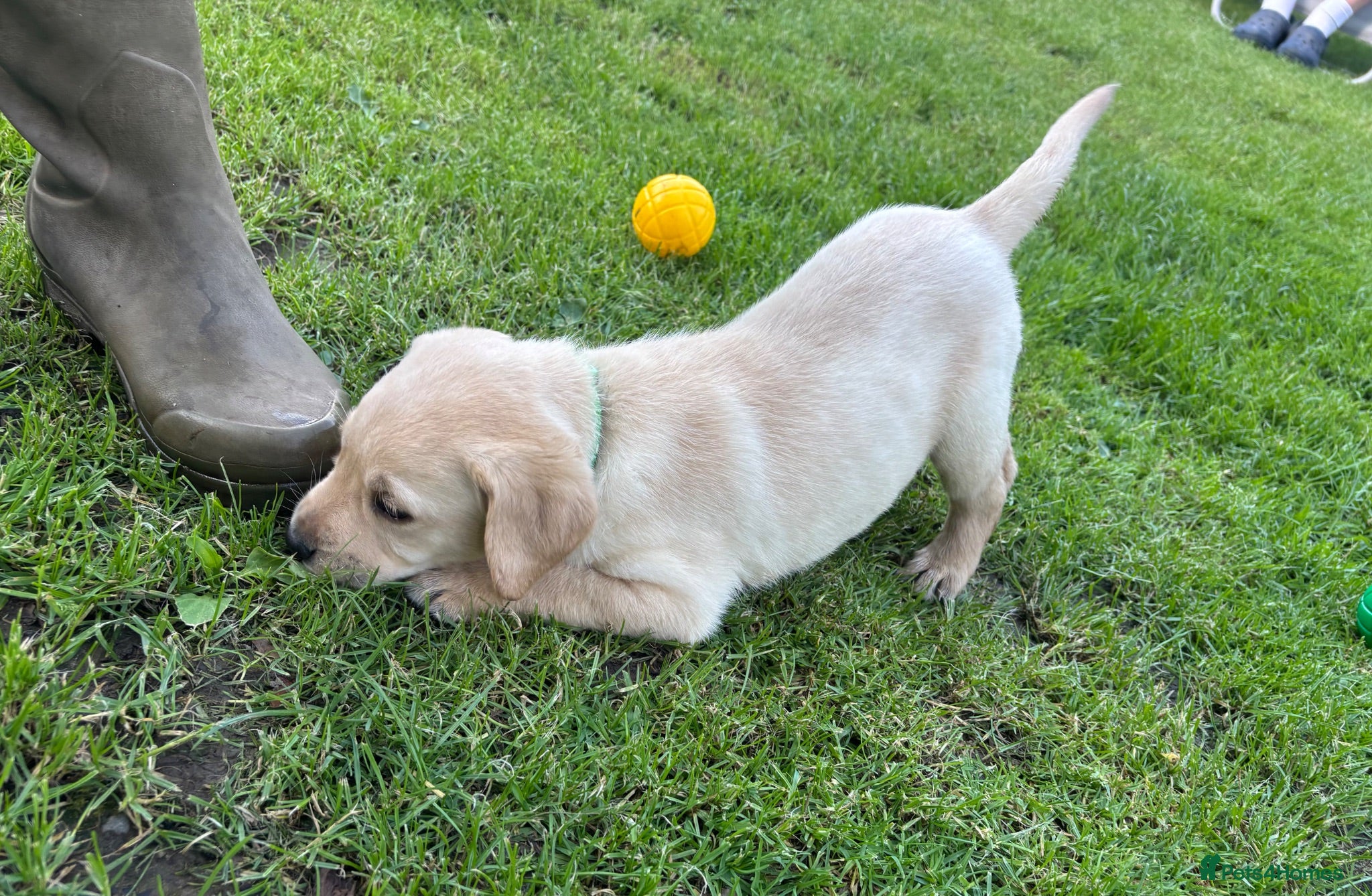 Labrador Retriever dogs READY ON SATURDAY! Gorgeous Chunky KC Yellow Lab - Advert 1